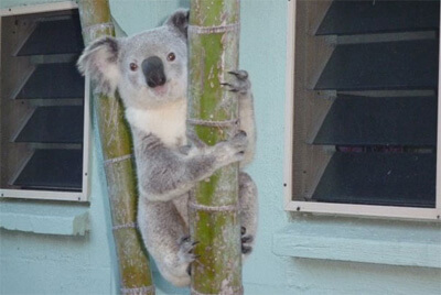 Koala