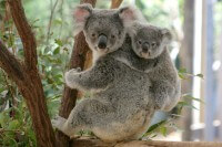 Koala and Baby